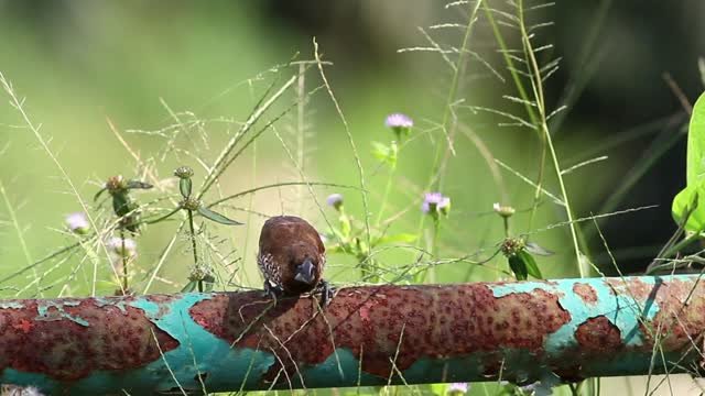 Bird on a rusted pipe - With great music