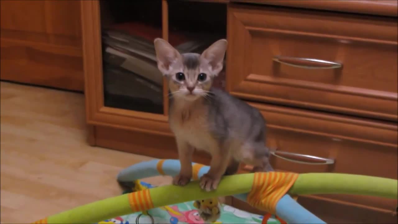 Abyssinian babies