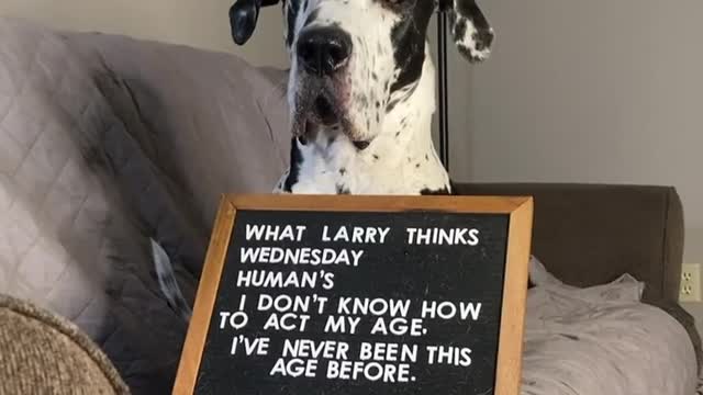The Great Dane Video 42