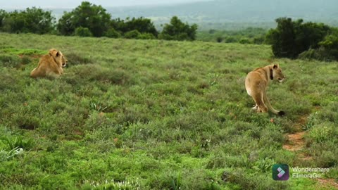 Animal video Very nice to meet a couple of lions😰