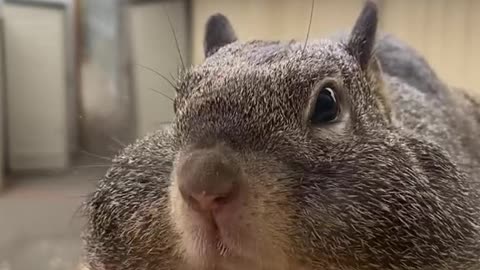 squirrel#gary#animallover