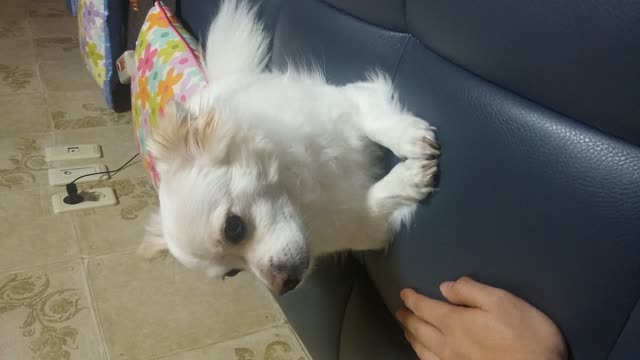 A puppy lying on a couch and yawning while laughing.