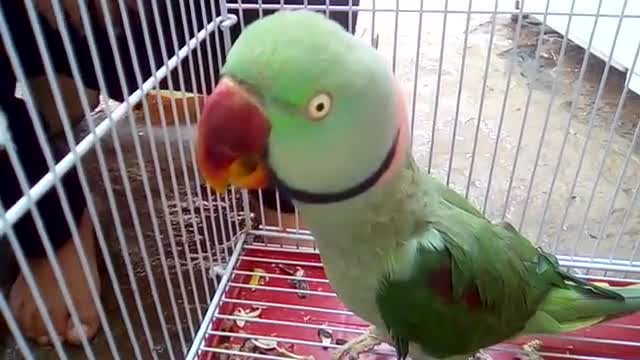 parrot talking i love you