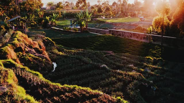 Sunrise in the fields of rice