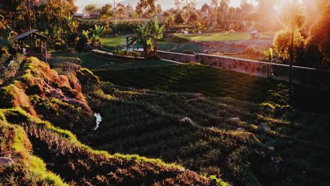 Sunrise in the fields of rice