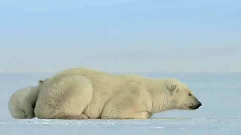 Polar bear cub is surprised by a seal