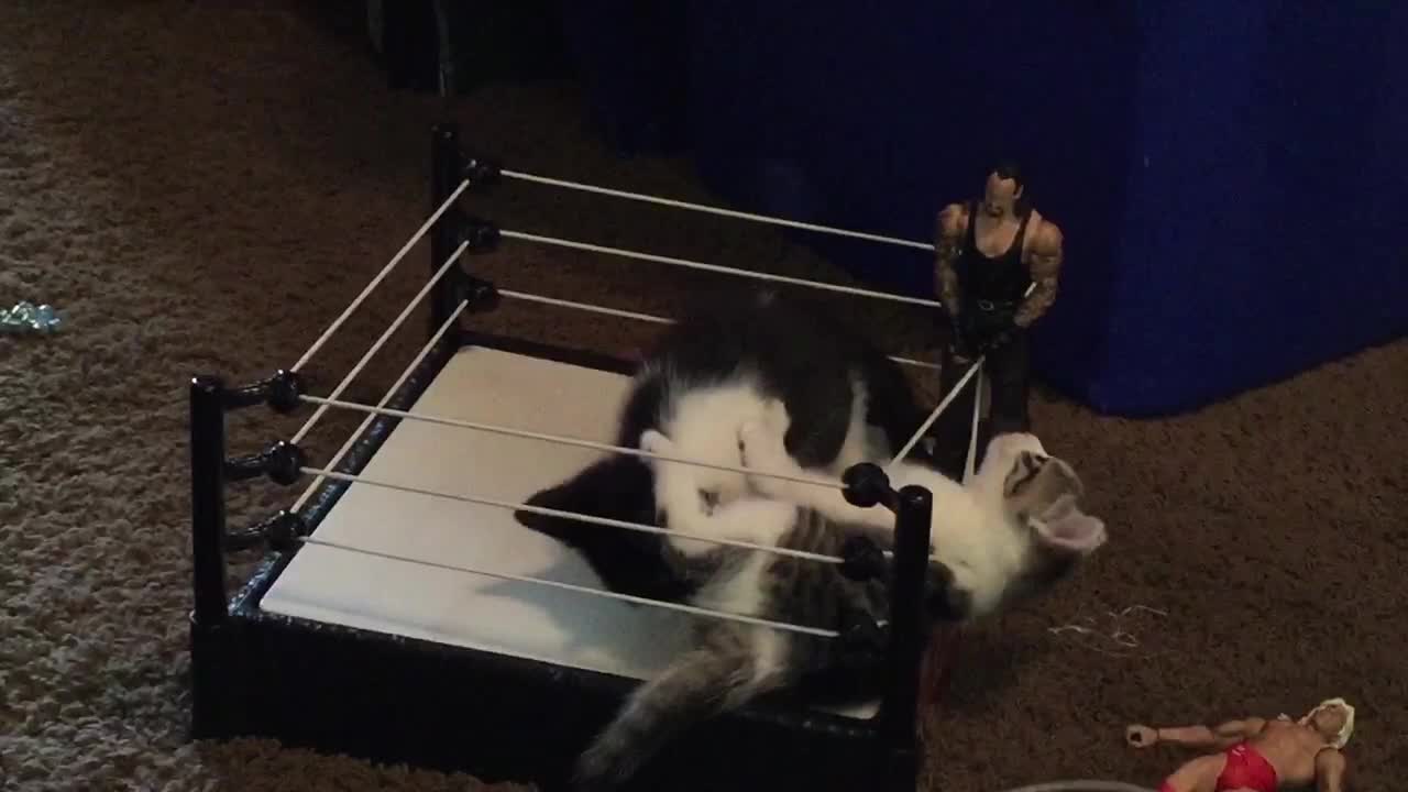 Kitten Duo's WWE Audition Too Adorable For Words