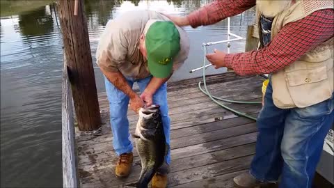 Record Bass Caught By Hand!