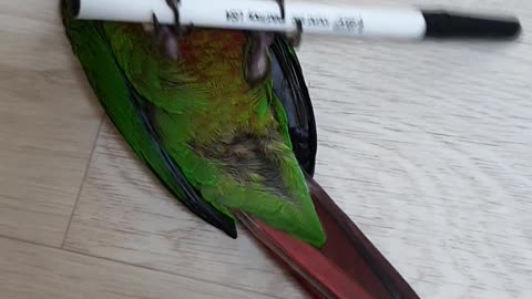 conure playing with ball point pen