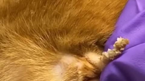 Cats Rescue - Giant Blackhead on Cat's Head