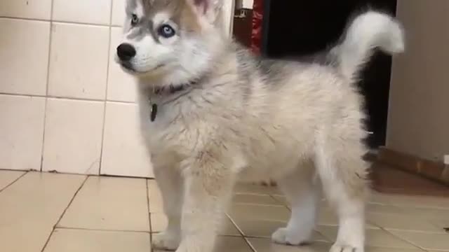 Obedient and smart puppy