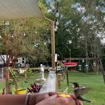 Hand feeding hummingbirds in Alabama