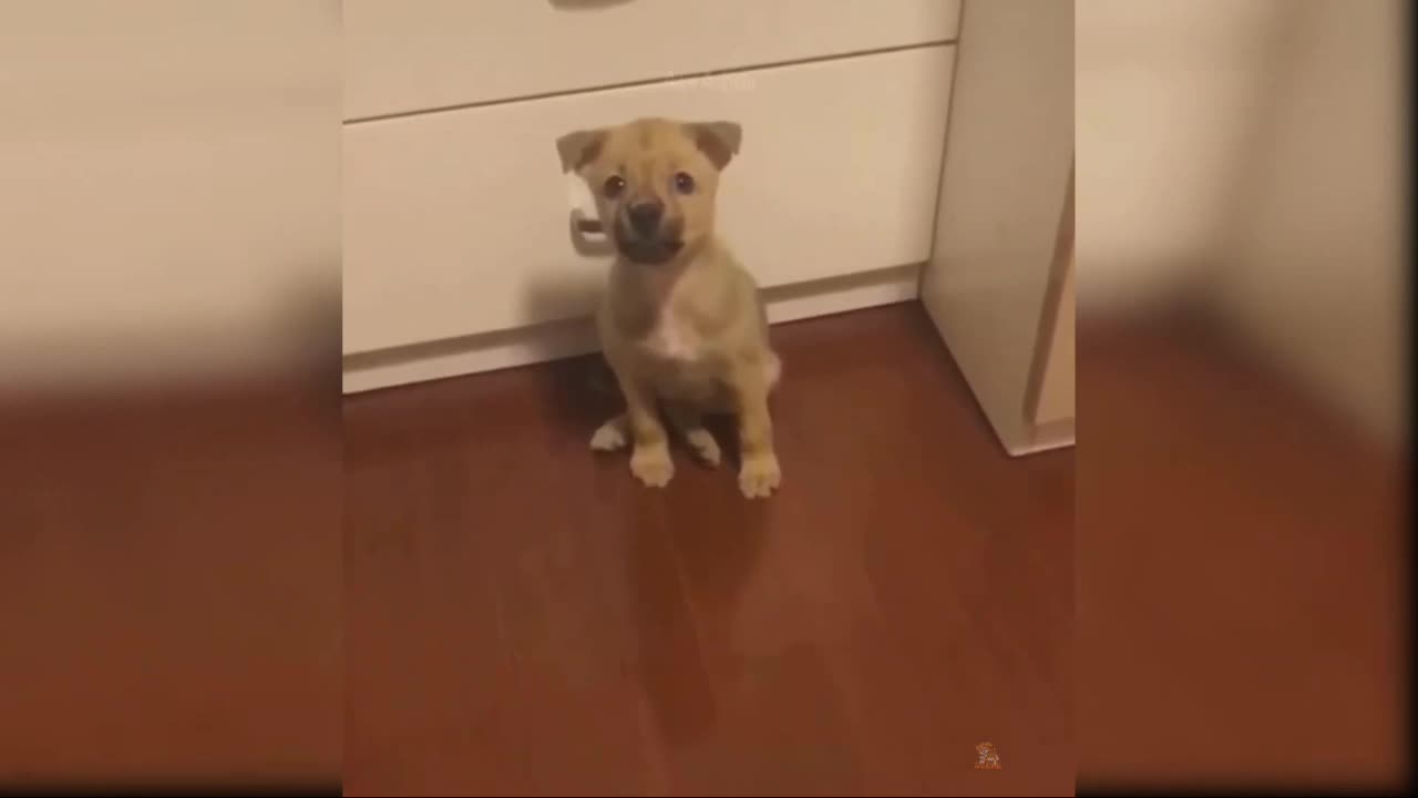 Cute baby dog's funny moments 😄