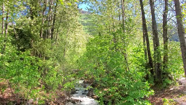 Girdwood Alaska in June