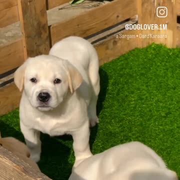 A trick dog title honors the dog,