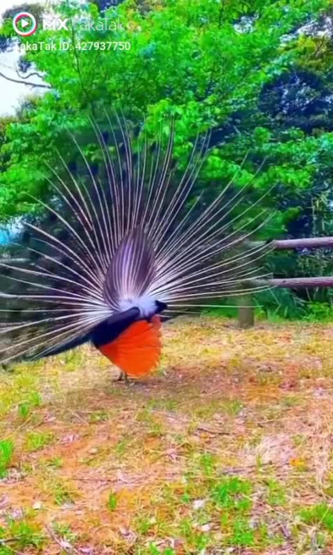 Dancing peacock garden