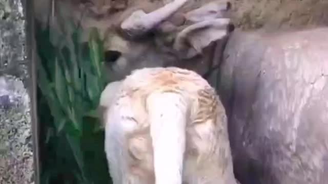 The dog feeds an ox