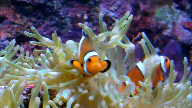 Clownfishes