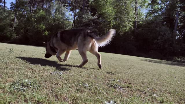 Beautiful Dog Sniffing The Flowerbed