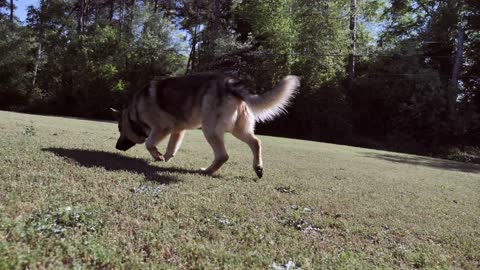 Beautiful Dog Sniffing The Flowerbed