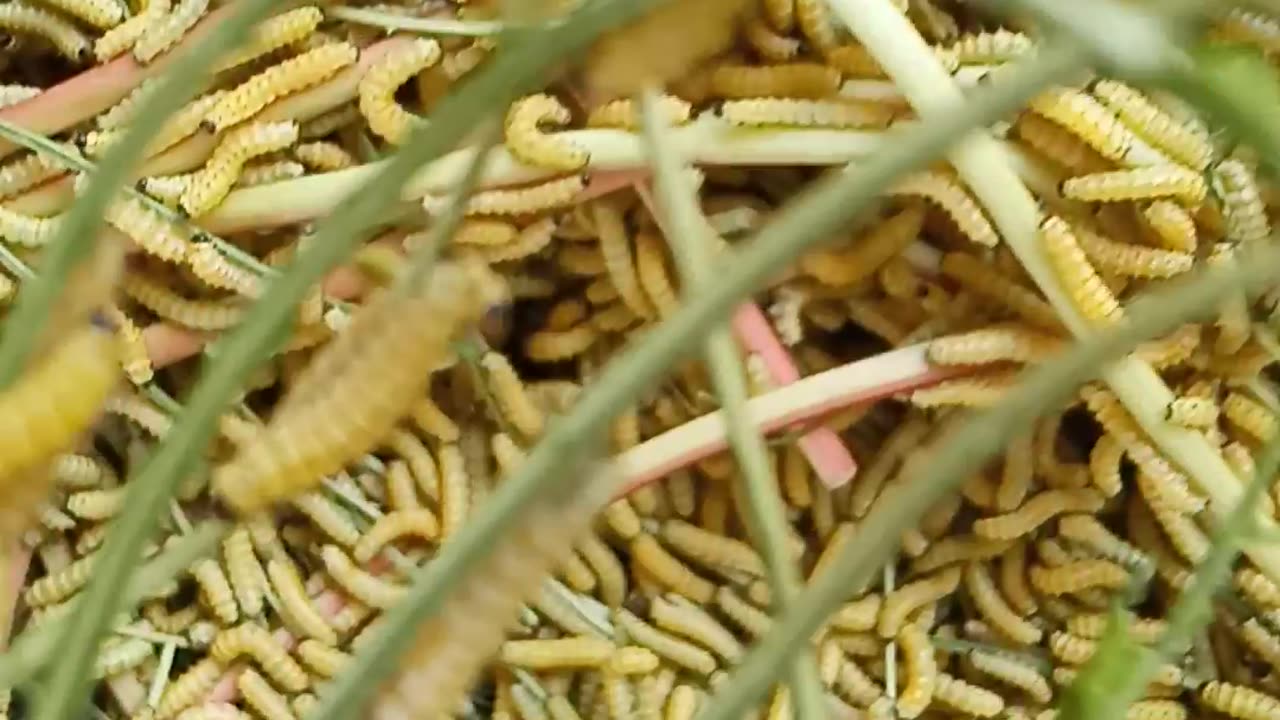 Những chú sâu nhỏ đáng yêu