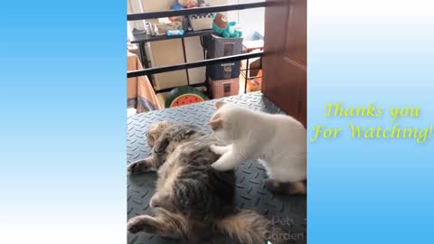 funny animals compilation Cats e dogs