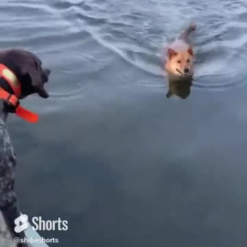 Two Dogs Having The Time of their Lives Jumping in the Lake