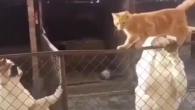 The king of the neighborhood. ❤️😂