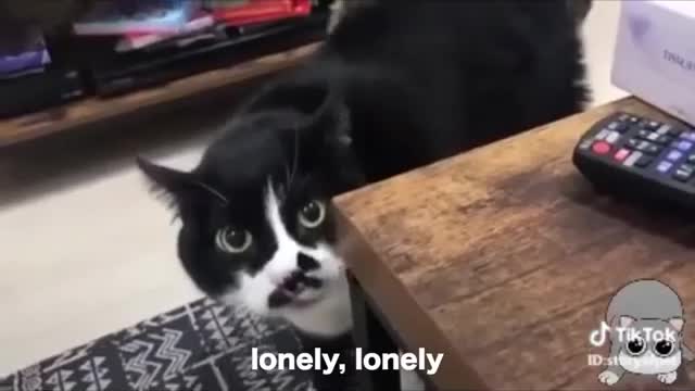 Cute talking cats