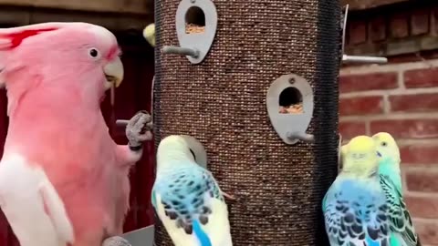 Budgies and Cockatoos in Bird Aviary #birds #bird #nature