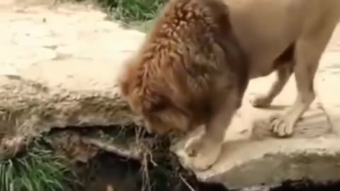 Lion Help chicken