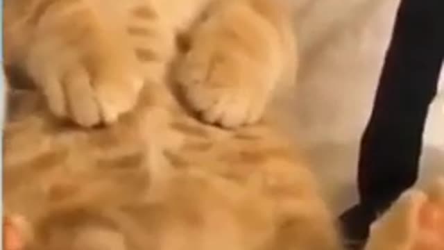 Funny animal video/ animal videos dog and cats for kids