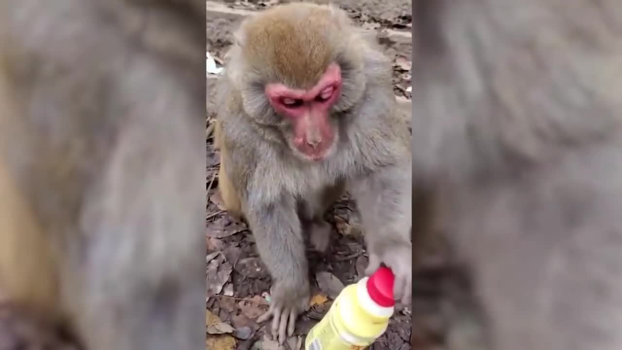 Funniest Animals - Best Of The monkey compilation Funny Animal Videos - Cutest_HD