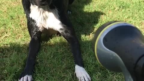 Black dog gets water sprayed in his face in backyard