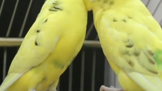 Perrot funny