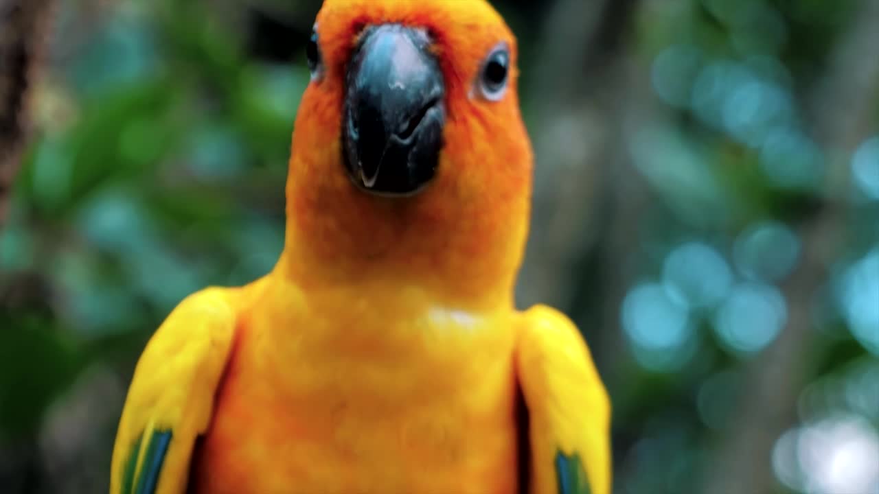 Orange parrot | pet animals | parrot | wild animals