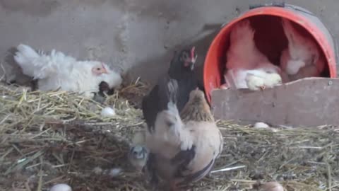 Bluescaled and Gambel quails, three and a half month old