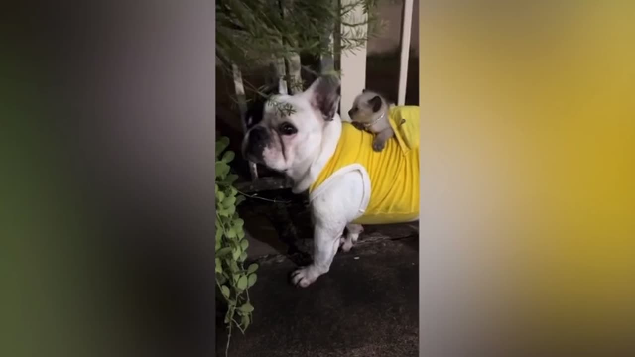 Pet dog carries kitten on its back