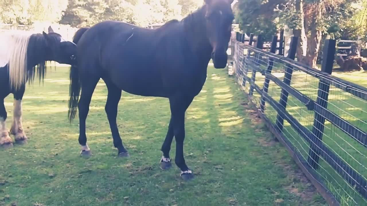 Wonderful Animal -Beautiful Horses