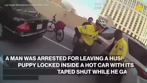 Man arrested after leaving husky puppy in hot car