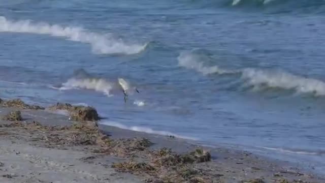 Bird Hunting For Breakfast At The Beach Shore