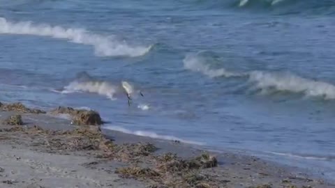 Bird Hunting For Breakfast At The Beach Shore