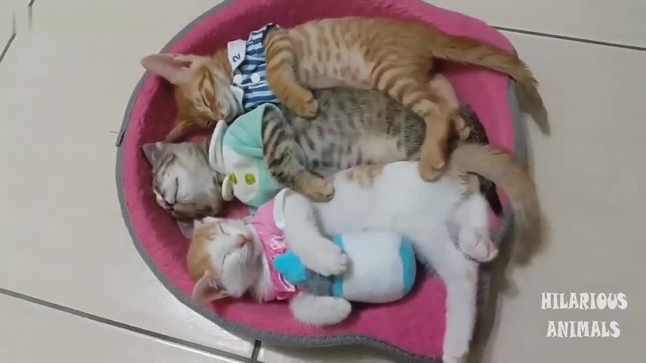cats that makes you laugh