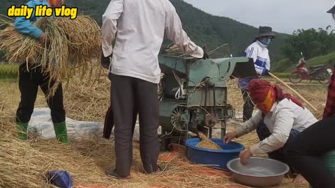 It's the rice harvest season | daily life vlog