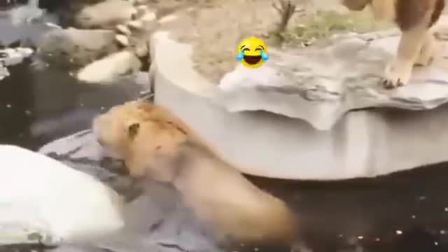 Unexpected swimming lesson for this LION (Funny)