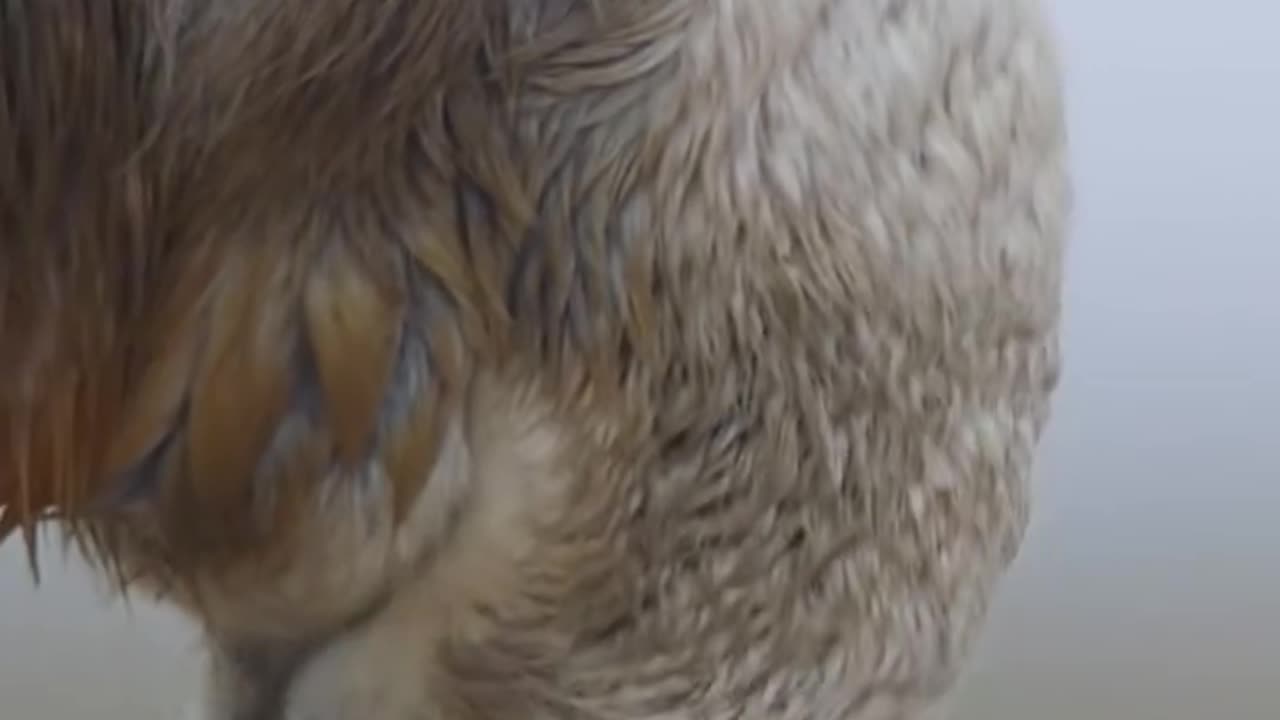 Wildlife with a natural perspective & funs.