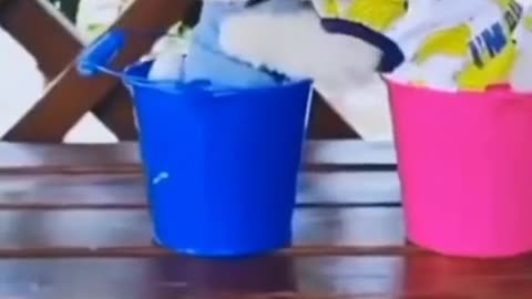 Cute dogs reaction #shorts