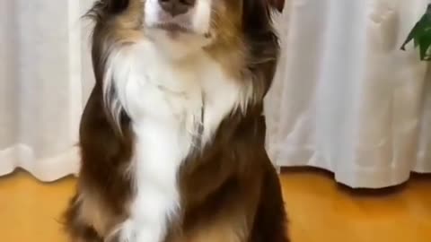 My cute dog can do any types works😄😄😄😄😄😄
