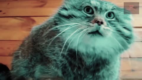 Privacy Cat 2024 - Impossible to Prove If They Weren't Caught on Camera