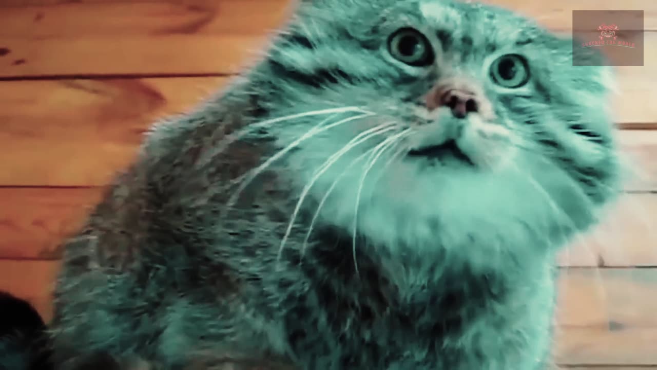 Privacy Cat 2024 - Impossible to Prove If They Weren't Caught on Camera